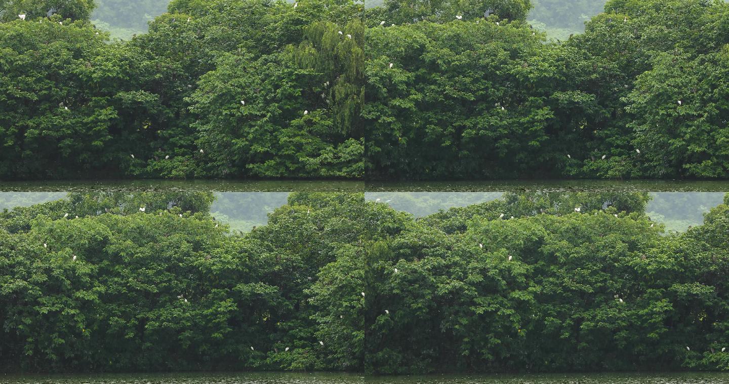杭州湘湖雨天白鹭栖息树上空镜