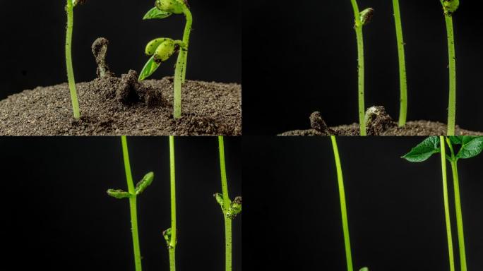 在黑色背景下拍摄的豆芽旋转和生长的地上视图。