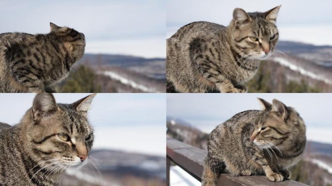 滑雪场悠闲的猫咪4K素材