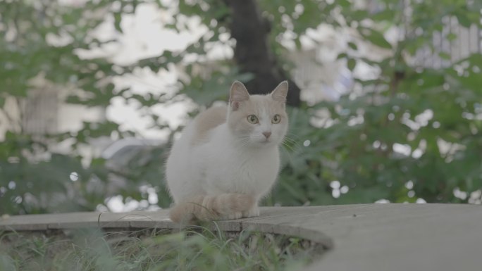 花坛呆坐的猫咪+未调色