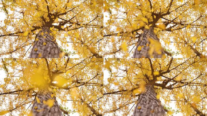 从树上落下的秋叶秋天落叶银杏树