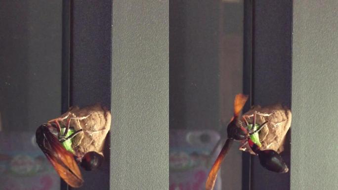 Ceriana黄蜂，黄蜂模拟气垫蝇（膜翅目Ceriana sp），在墙上筑巢