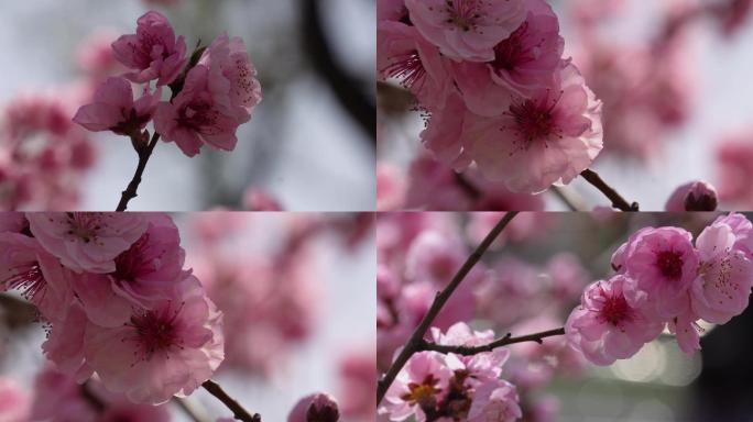 【镜头合集】人面桃花鲜花粉嫩鲜花花朵