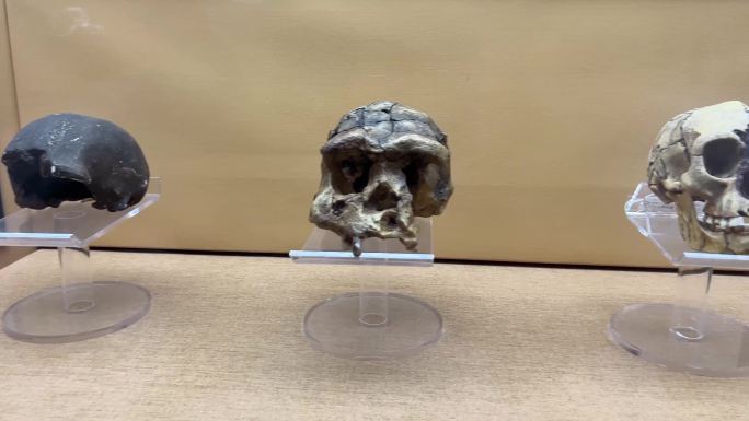 【镜头合集】山顶洞人北京人猿人骨骼化石
