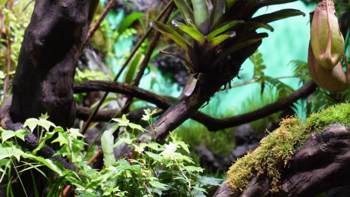 【镜头合集】热带植物叶子爬山虎蕨类