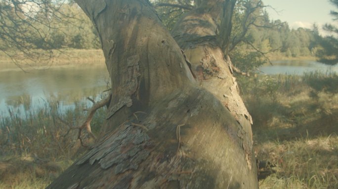 被风吹坏了，森林河岸上有一棵古老的大橡树。