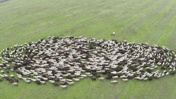 草地上羊群鸟瞰图。