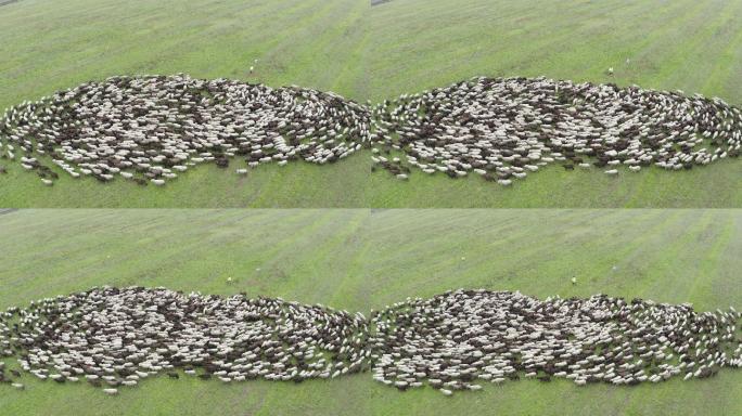 草地上羊群鸟瞰图。