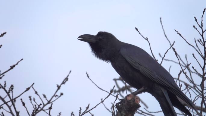 4k：树上的黑乌鸦