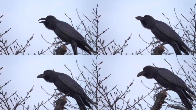4k：树上的黑乌鸦