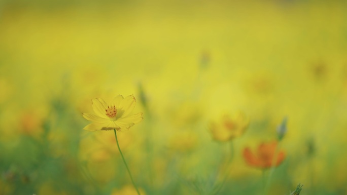 农业园中黄色宇宙花的特写镜头