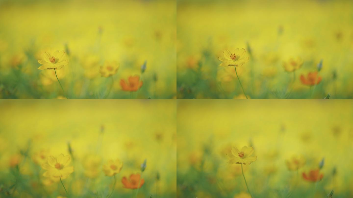 农业园中黄色宇宙花的特写镜头