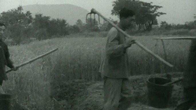 五十年代农村社员劳动场面
