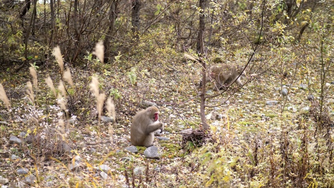 猴子生活在秋天的天然森林里