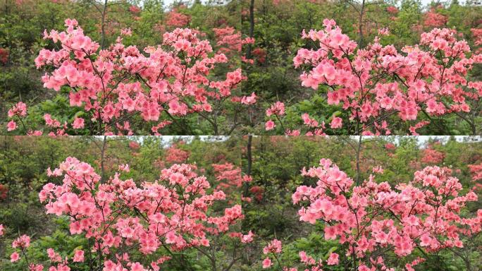 杜鹃花粉色开花