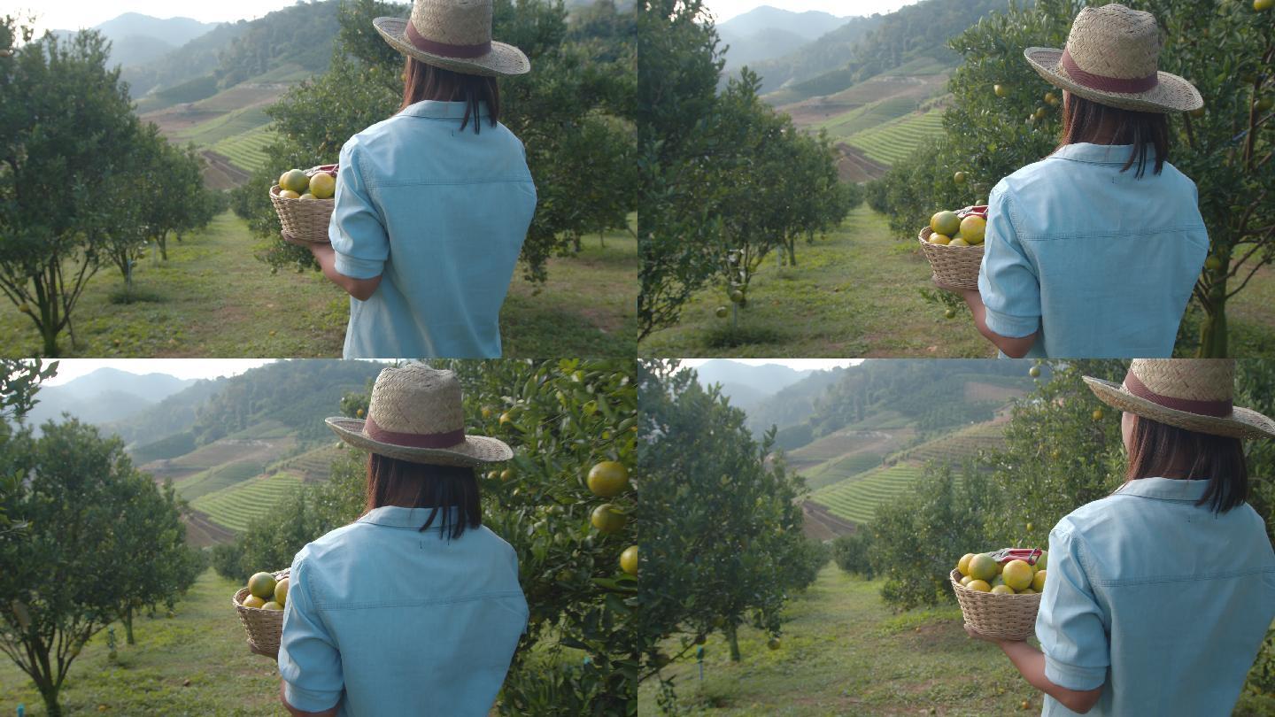 早上，一名亚洲女园丁拿着一篮橘子在农场散步，并在橘子田花园检查橘子作物。