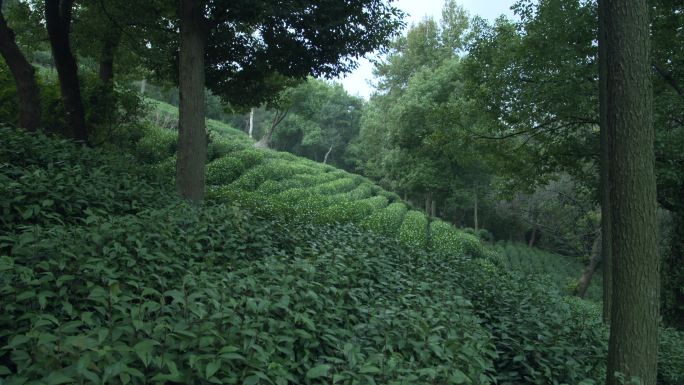 西湖龙井茶园实拍素材