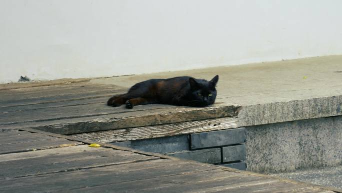 黑色流浪猫