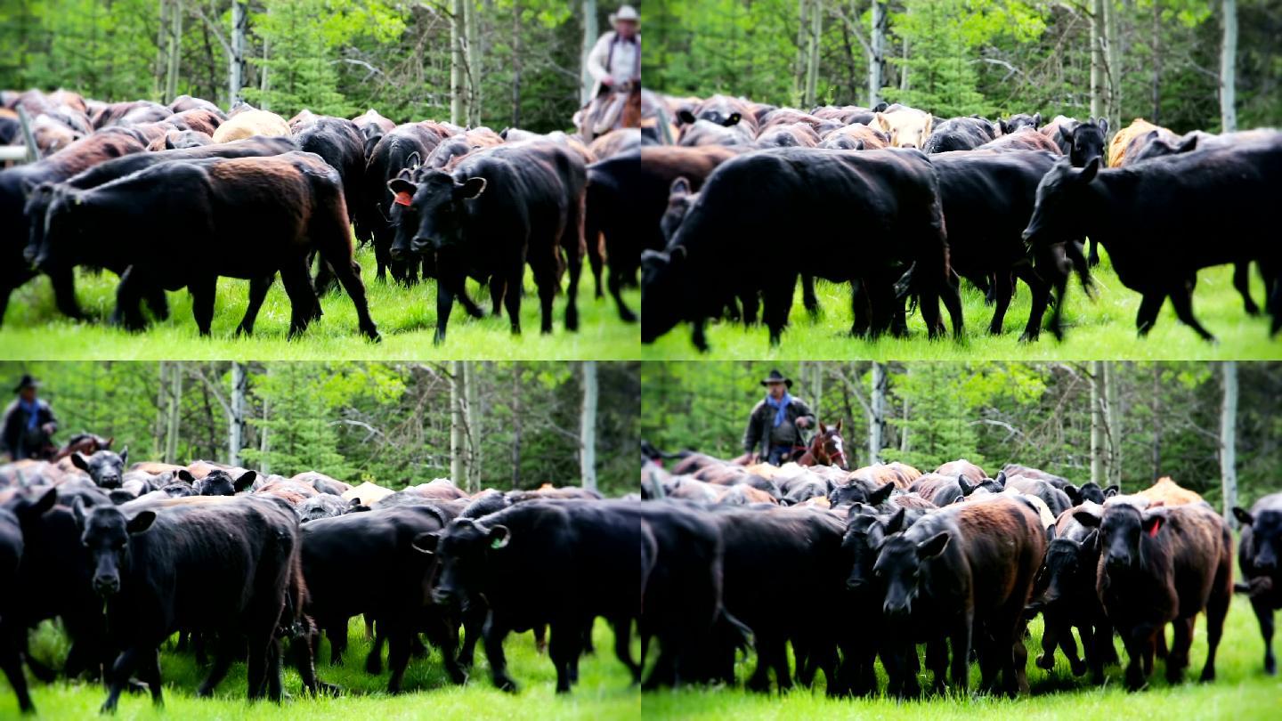 牧牛的牛仔畜牧业黄牛