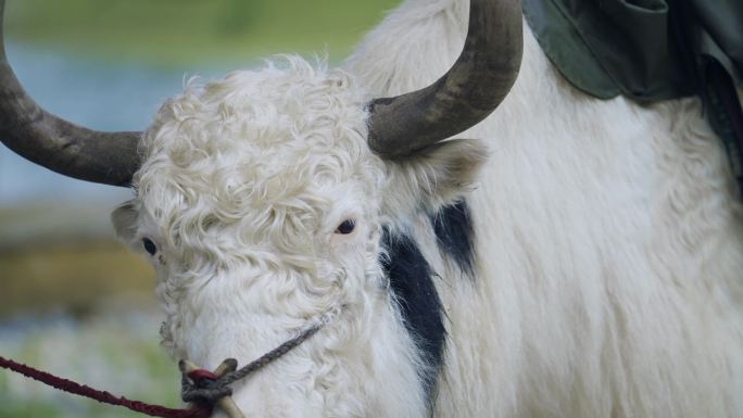 藏乡高原草原白牦牛特写绳子拴着的白牦牛