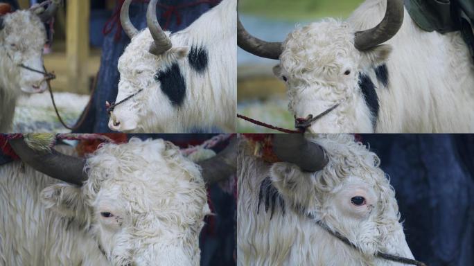 藏乡高原草原白牦牛特写绳子拴着的白牦牛