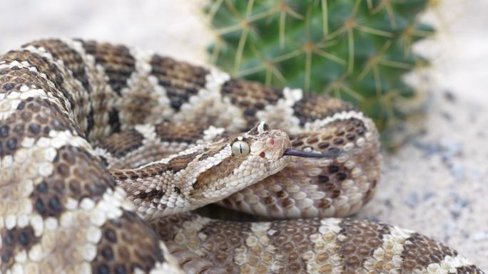 加利福尼亚下角响尾蛇（Crotalus enyo）轻弹舌头。