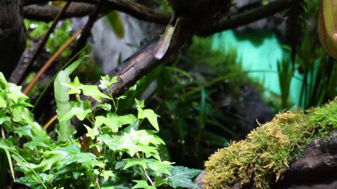 【镜头合集】热带雨林景观热带植物瀑布