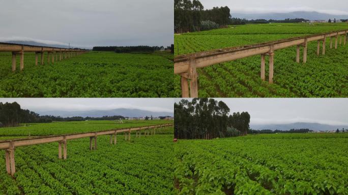 航拍陆良县桑树种植基地