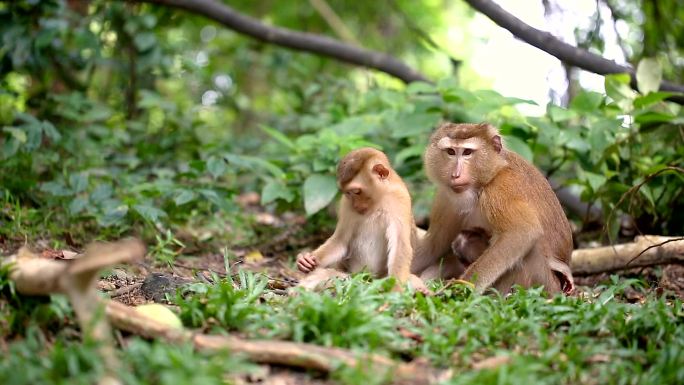 猴子生活在泰国普吉岛的天然森林中。