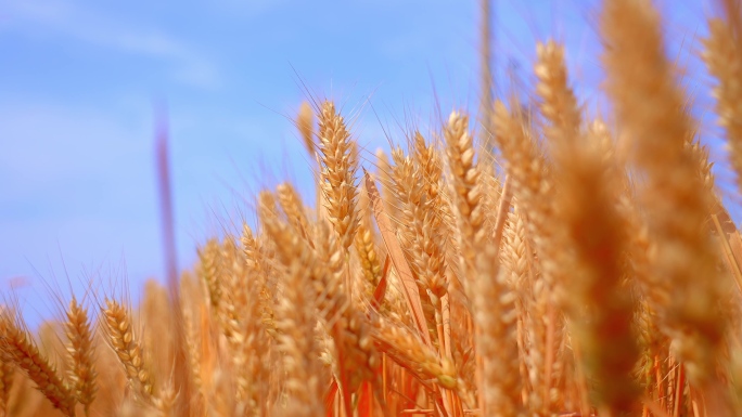 4K麦子麦穗收割丰收三农农业粮食小麦麦田