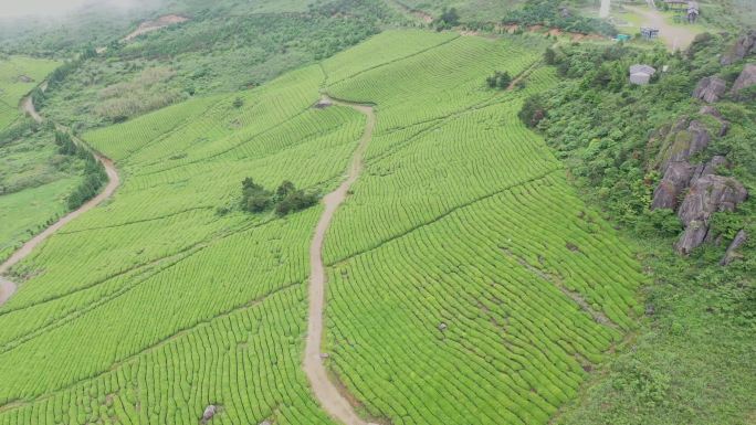 茶山茶园风光