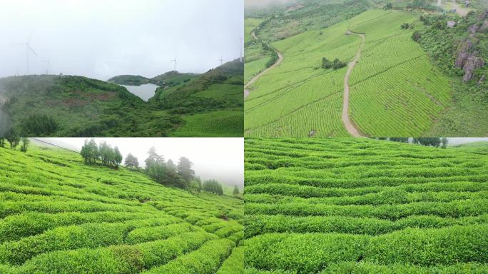 茶山茶园风光