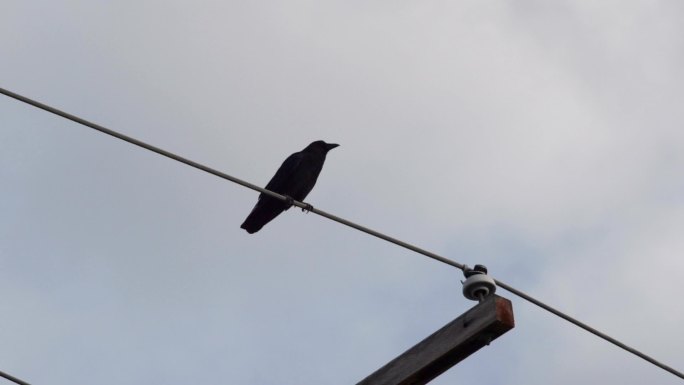 乌鸦栖息在电线上电线杆视频素材