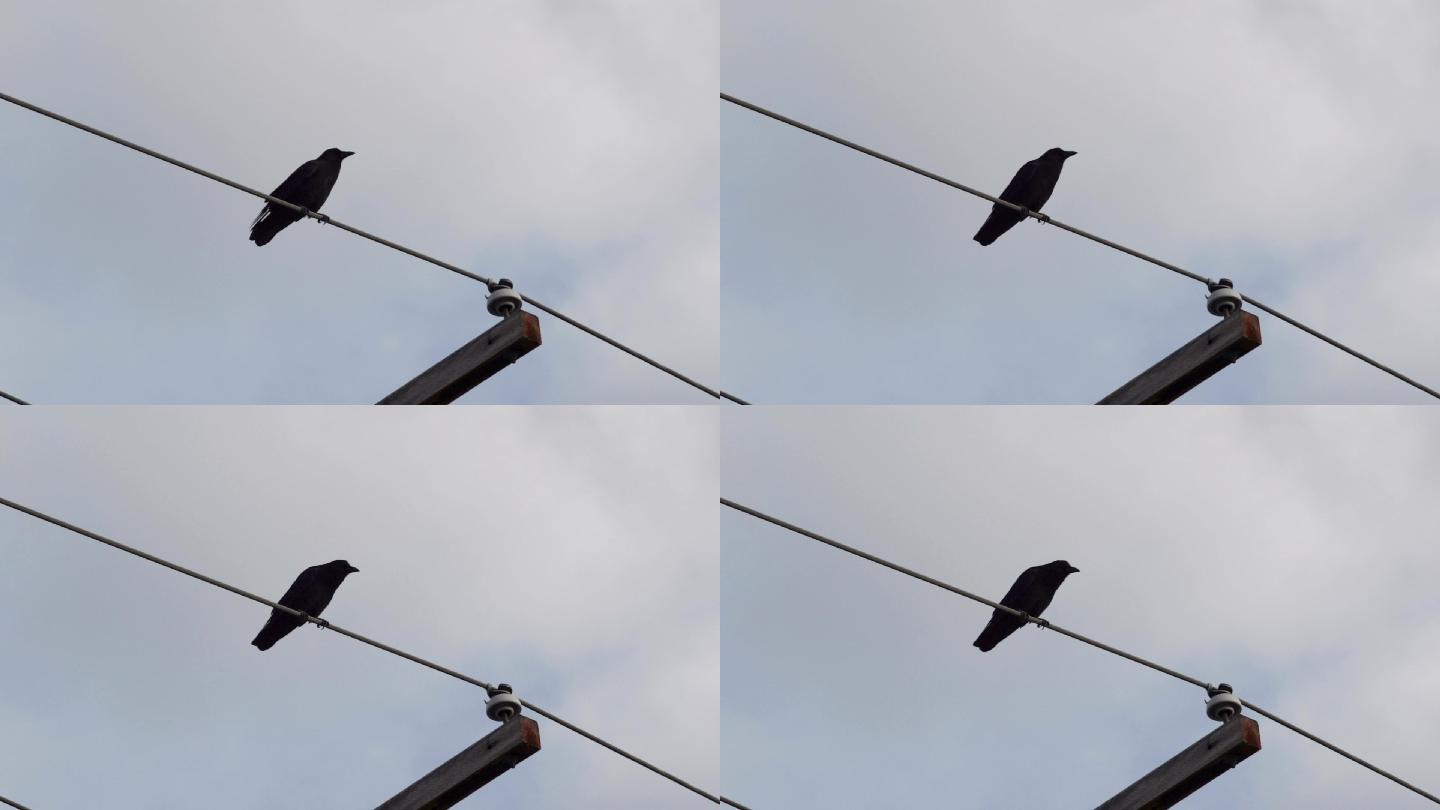 乌鸦栖息在电线上电线杆视频素材