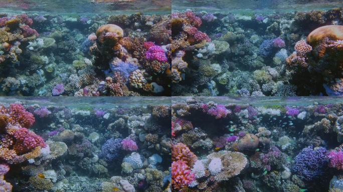 美丽的珊瑚礁上的海洋生物，有许多小型热带鱼，红海上的绿铬鱼（绿色铬鱼）-玛萨阿拉姆-埃及