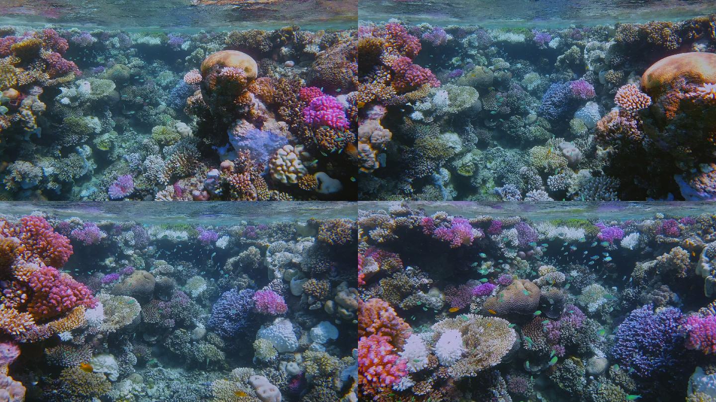 美丽的珊瑚礁上的海洋生物，有许多小型热带鱼，红海上的绿铬鱼（绿色铬鱼）-玛萨阿拉姆-埃及