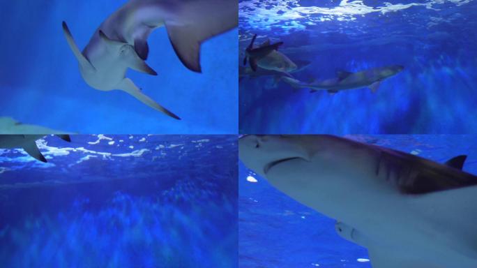 【镜头合集】鲨鱼大白鲨凶猛鱼类深海