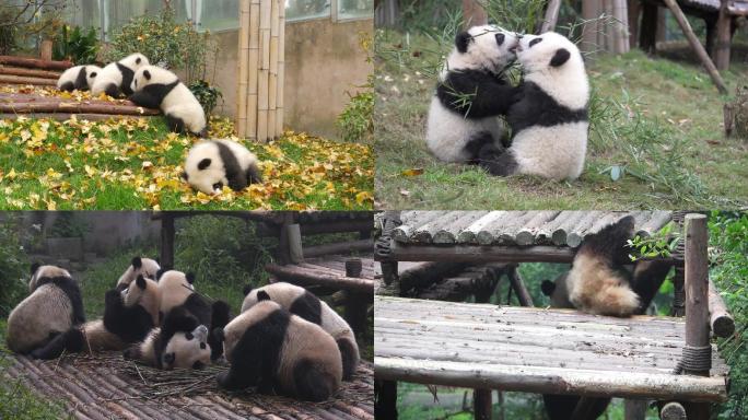 4k熊猫基地四川拍摄熊猫日常近距离特写