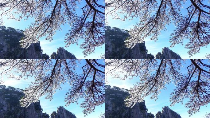 中国安徽黄山冻松白色松树雪压树枝黄山风景