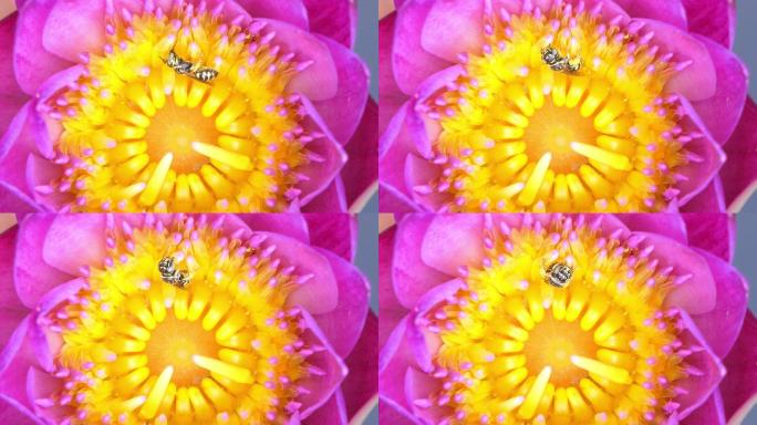 蜜蜂吃荷花的花蜜。