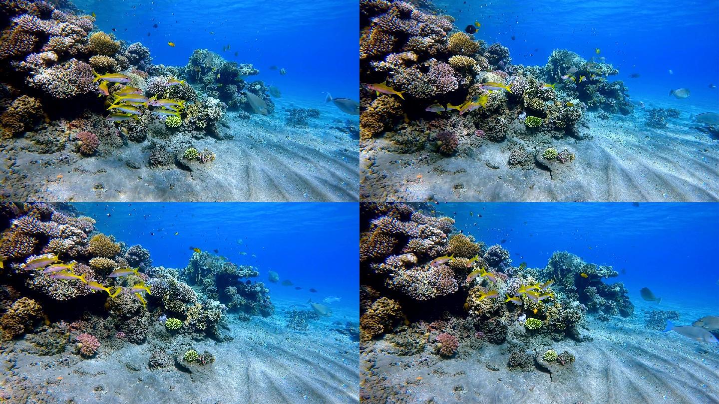 红海有鲷鱼浅滩的珊瑚礁