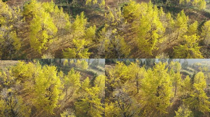 银杏树树木金黄色树叶山林