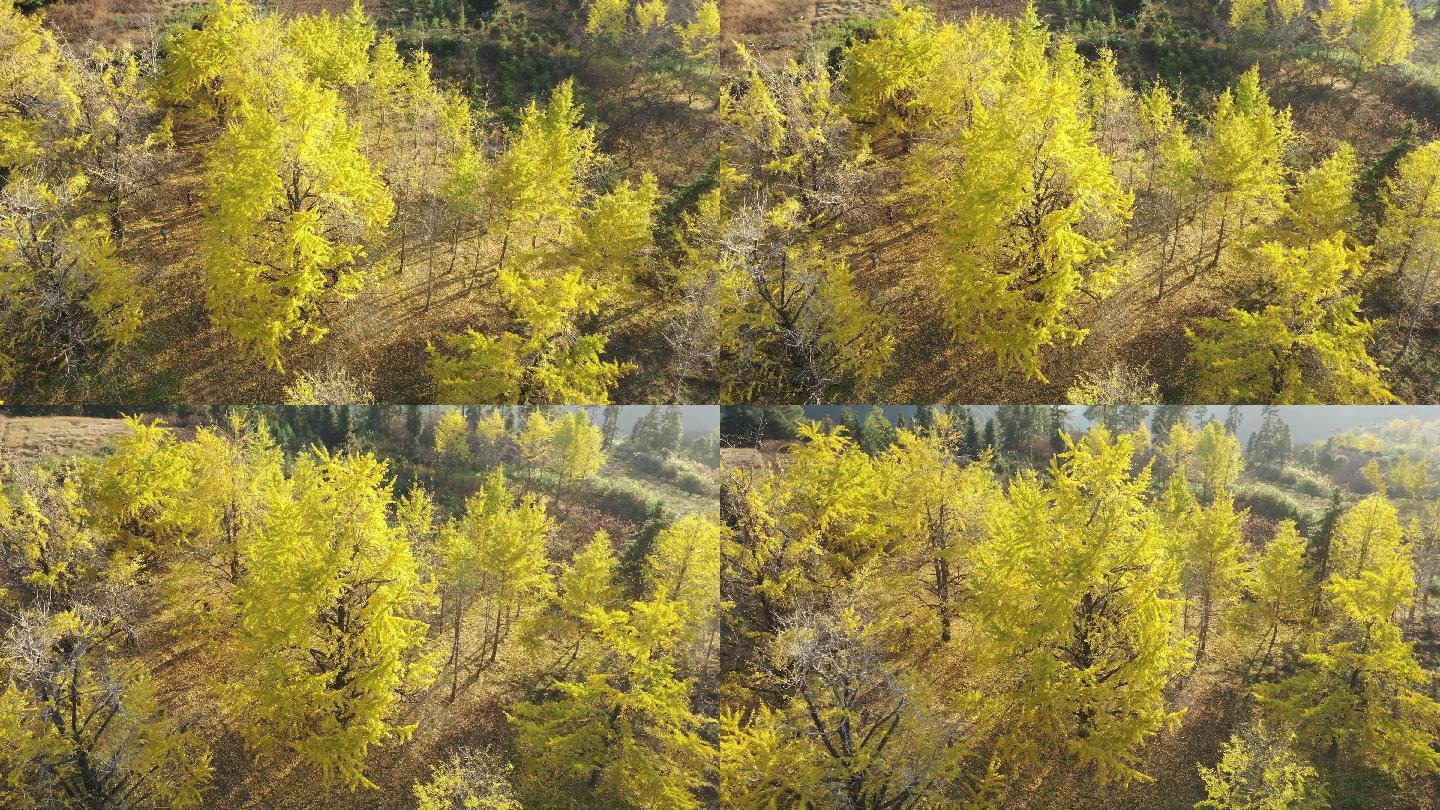 银杏树树木金黄色树叶山林