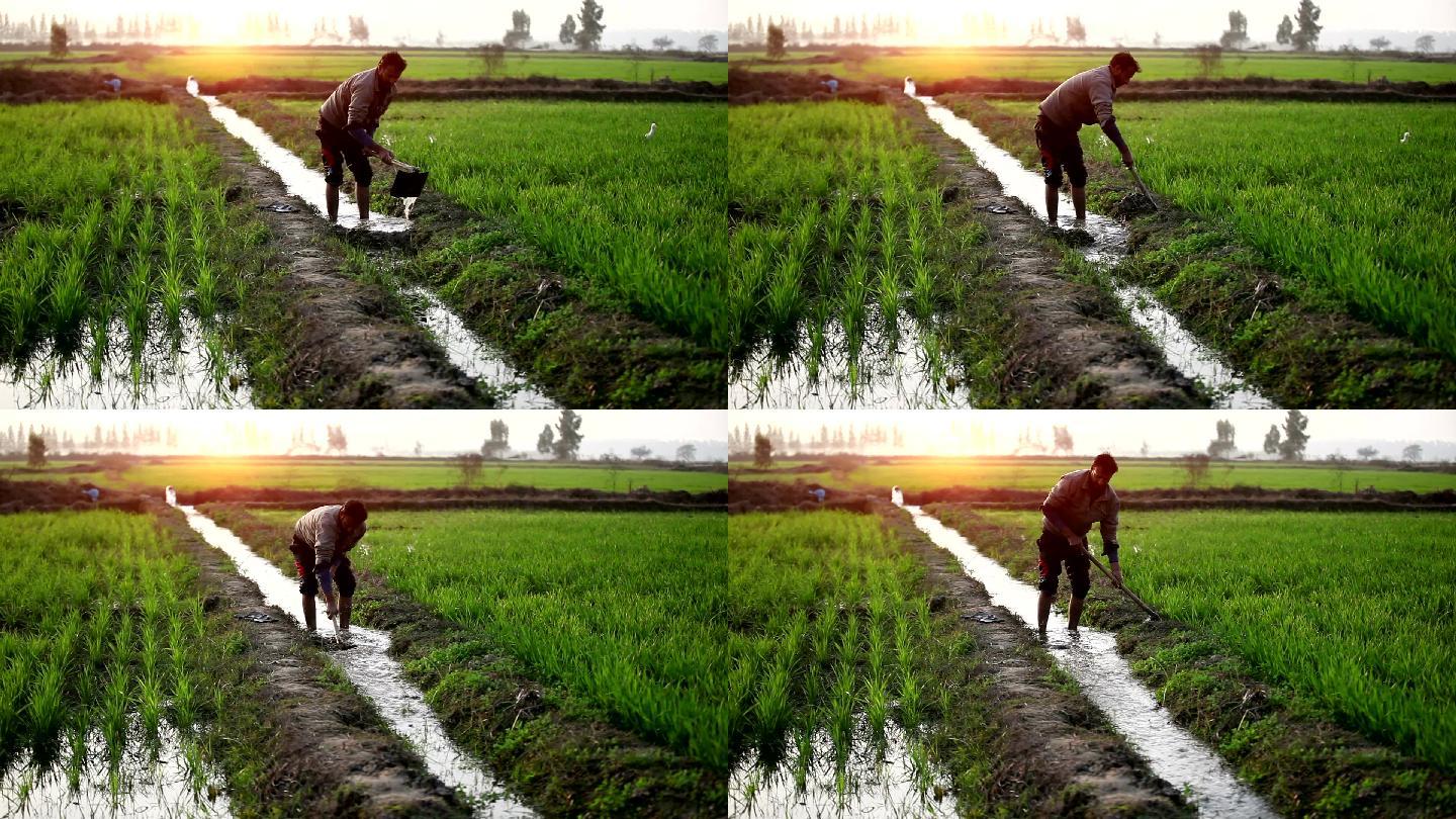 农民在田里挖土稻田=水渠