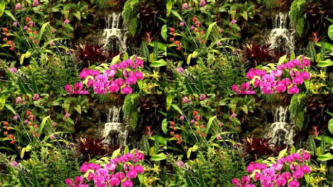 兰花园瀑布粉色大花蕙兰后花园庭院溪水泉水