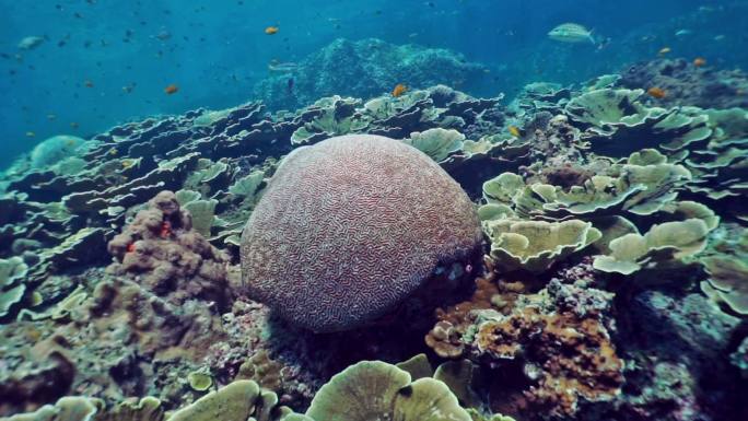 脑珊瑚（Platygyra daedalea）礁型，安达曼海，克拉比，泰国。