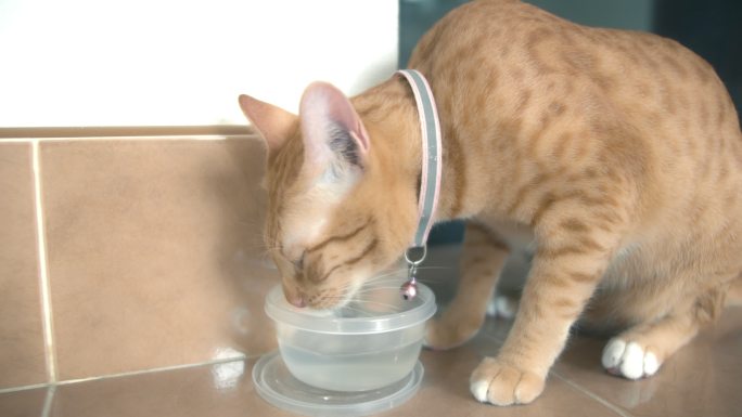 小猫斑猫在猫主人家的碗里吃猫食和喝水。