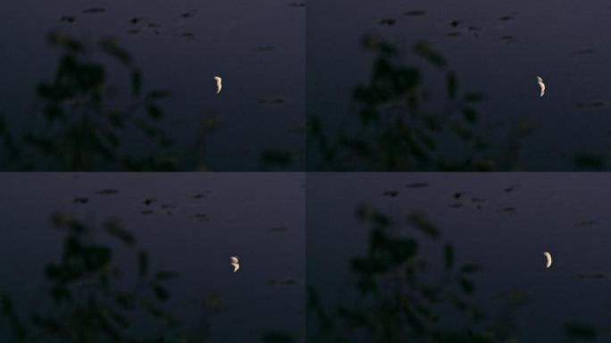 月牙映湖面一弯月亮水中倒影水面月影