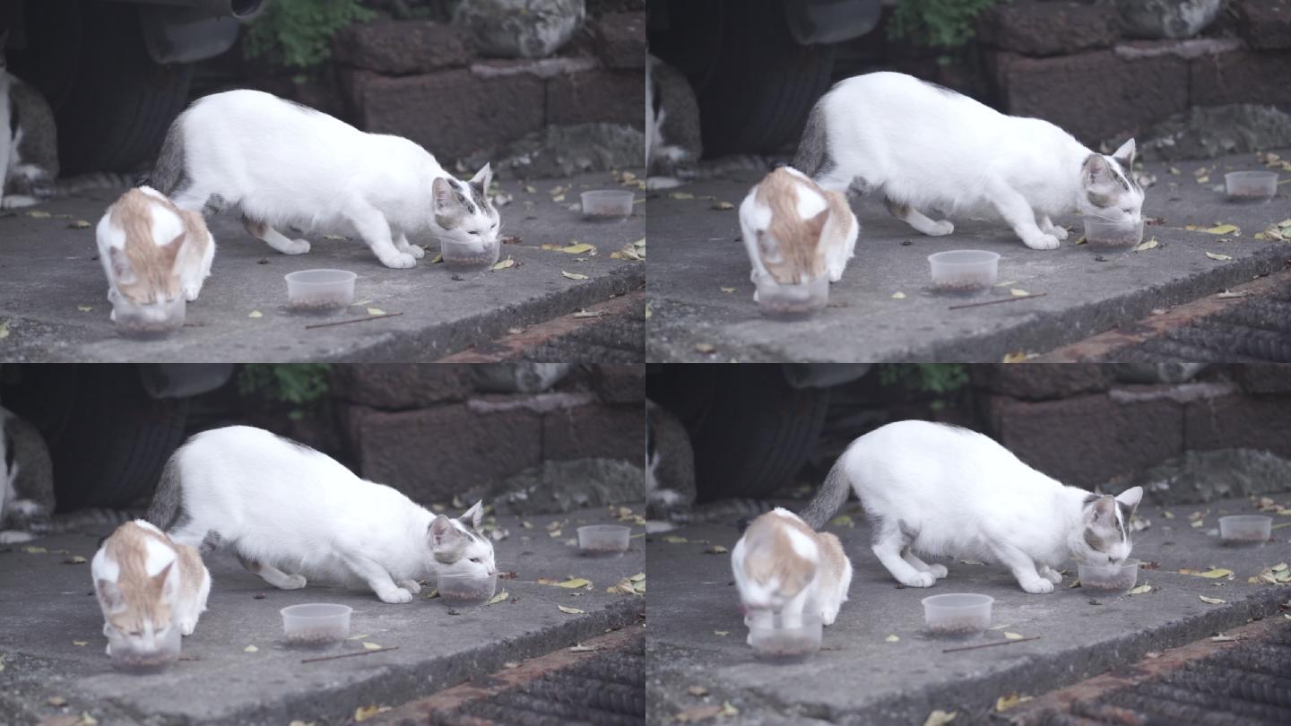 猫吃街上碗里的食物