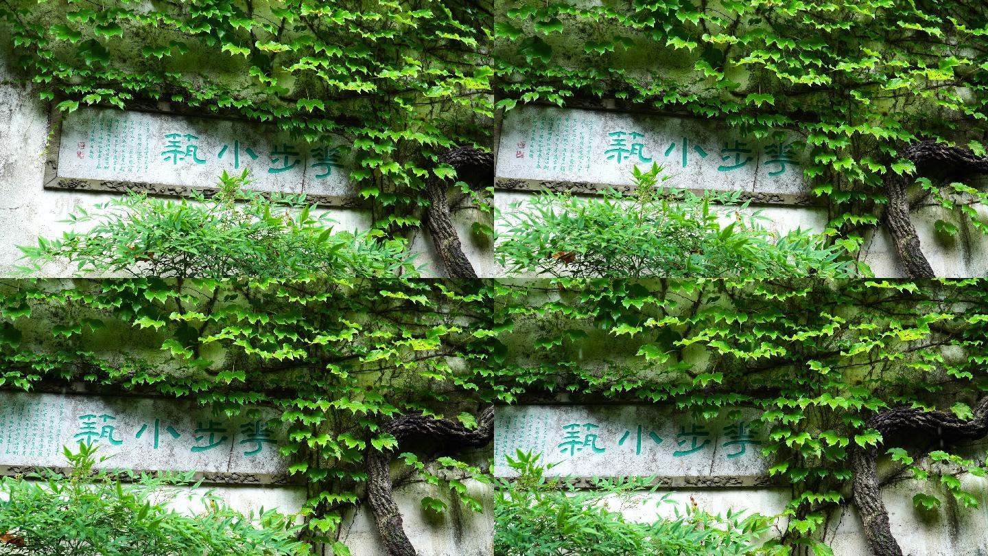 苏州园林藤蔓